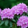 Light Purple Rhododendron Plant 1 Year Old Shrub