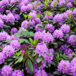 Light Purple Rhododendron Plant 1 Year Old Shrub