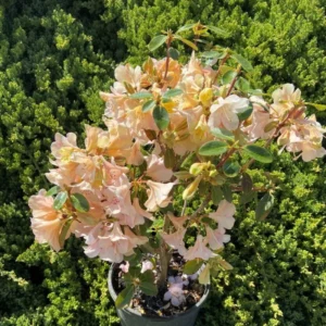 Cream Rhododendron Plant - Gallon Pot Size - Flowering Shrub