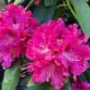 Curly Pink Rhododendron Plant Gallon Pot Beautiful Blooms