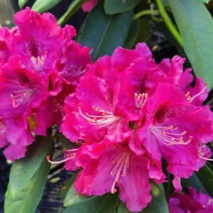 Curly Pink Rhododendron Plant Gallon Pot Beautiful Blooms