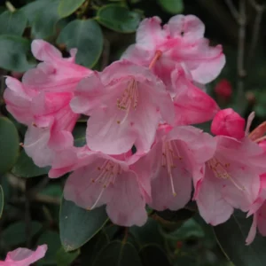 White Pink Rhododendron Plant Gallon Pot Flowering Shrub Outdoor Garden