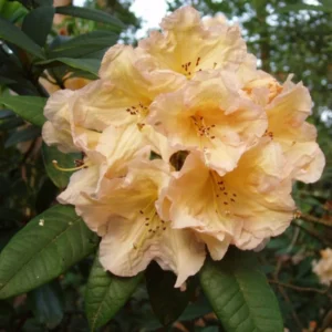 Yellow Rhododendron Plant - 1 Gallon Pot - Bright Yellow Blooms
