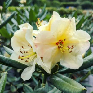 Yellow Rhododendron Plant 1 Year Old Rare Variety Garden Shrub