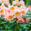 Peach Rhododendron Plant - 1 Gal Pot - Flowering Shrub