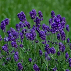 Grosso Lavender Flower Plant Potted - Fragrant Blooms