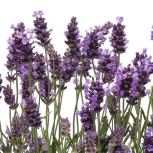 Grosso Lavender Plant in 1 Gallon Pot - Fragrant & Hardy