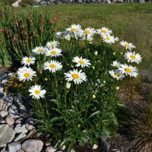 Shasta Daisy Plant Gallon Pot | Cheerful White Blooms