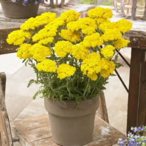 Yellow Achillea Yarrow Plant - 1 Year Old - Garden Ready