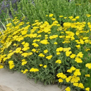 Yellow Achillea Yarrow Plant - 1 Year Old - Garden Ready
