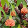 Tiger Eye Abutilon Flowering Maple Tree in Gal Pot - Unique Flowering Plant