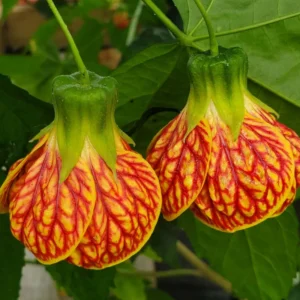 Tiger Eye Abutilon Flowering Maple Tree 1 Year Old Plant