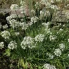 Garlic Chive Plants 10 Pack Fresh Herb Culinary Garden