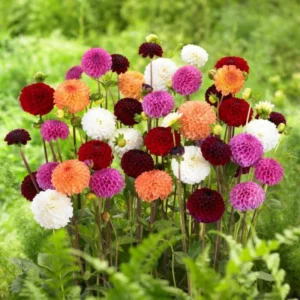 Mixed Pompon Dahlias - Assorted Colors - Garden Flower Bulbs