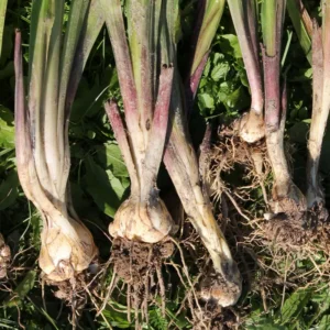 Gladiolus Bulbs - 20 Pack - Mixed Colors - Summer Blooming Flowers