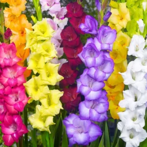 Gladiolus Bulbs - 20 Pack - Mixed Colors - Summer Blooming Flowers