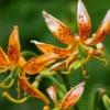 Turks Cap Lily Bulbs Set - 5 Bulbs - Vibrant Garden Flowers