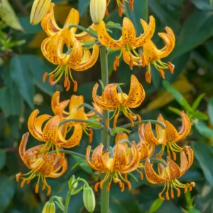 Turks Cap Lily Bulbs Set - 10 Bulbs Pack - Garden Lilies
