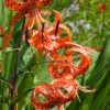Turks Cap Lily Bulbs - Set of 10 - Flowering Plants