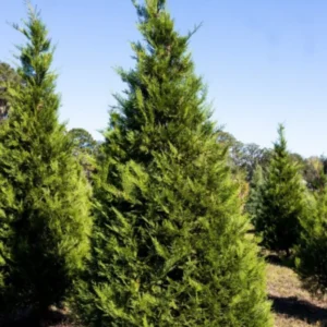 Murray Cypress Plant Well Rooted - 2.5" Pot - Evergreen Tree