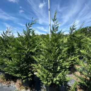 Leyland Cypress Plant 2.5 inch Pot - Evergreen Tree - Fast Growing Privacy Screen