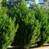 Leyland Cypress Roots Set - 10 Pack Young Trees 4-6 Inch