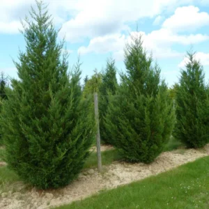 Leyland Cypress Roots Set - 15 Pack - 4-6 Inch Seedlings for Fast Growth