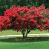 Red Crape Myrtle Plant 8-10 inches - Vibrant Red Blooms