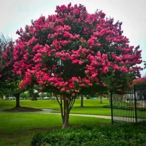 Pink Crape Myrtle Tree 8-10 Inches - Flowering Shrub