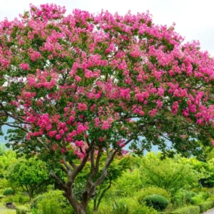 Pink Crape Myrtle Tree 8-10 Inches - Flowering Shrub