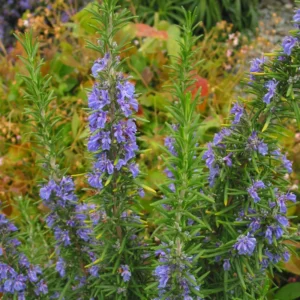 Blue Rosemary Live Plant Set - Fragrant Herb, Hardy, Indoor/Outdoor, 4-8 Inches