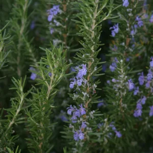Blue Rosemary Live Plant Set - Fragrant Herb, Hardy, Indoor/Outdoor, 4-8 Inches