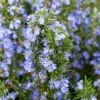 Rosemary Plants Live Edible Herb 5 Inch Tall for Garden Planting