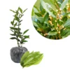 Bay Laurel Plant - Live Fragrant Bay Leaf Tree 4-8 Inch Well Rooted