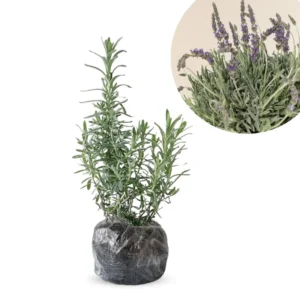 Lavender Live Plants Pack - 3 Perennial Purple Flower Shrubs 4-8 Inch Fragrant Herb
