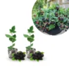 Blackberry Live Plants 2-Pack - Perennial Fruit Tree Bushes 4-8 Inches - Ready to Grow Outdoors