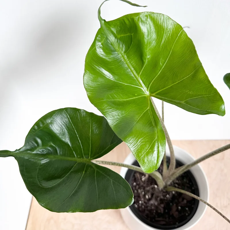 Alocasia Plant 4-8 Inch Tropical Indoor Houseplant Elephant Ear