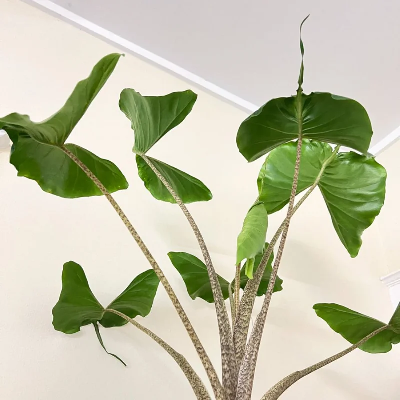 Alocasia Plant Rare Elephant Ear - Tropical Indoor Plant 4-9 Inches