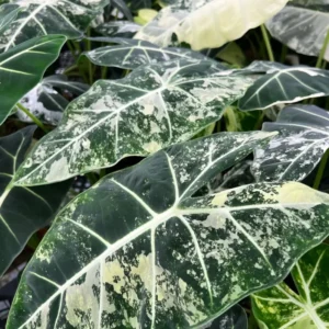 Alocasia Plant Rare Elephant Ear - Tropical Indoor Plant 4-9 Inches