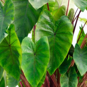 Elephant Ear Plant - Live Colocasia Esculenta - 4-8 Inch Taro Alocasia - Indoor/Outdoor Garden Plant