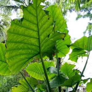 Elephant Ear Plant - Live Colocasia Esculenta - 4-8 Inch Taro Alocasia - Indoor/Outdoor Garden Plant