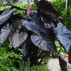 Elephant Ear Plant - Live Colocasia Esculenta - 4-8 Inch Taro Alocasia - Indoor/Outdoor Garden Plant