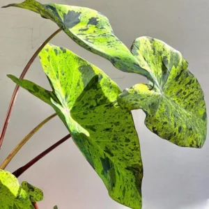 Elephant Ear Plant - Live Colocasia Esculenta - 4-8 Inch Taro Alocasia - Indoor/Outdoor Garden Plant