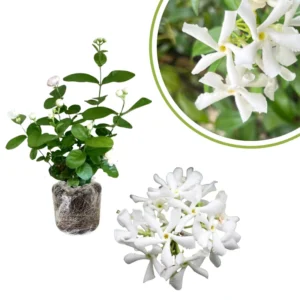 Jasmine Plants Live Set of 2, Starter Plugs, Fragrant Vine, Garden or Container