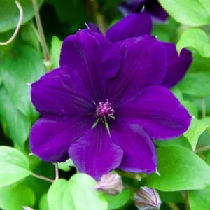 Clematis Vine Plant - Live Potted Seedlings for Trellis & Fences