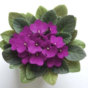 Flowering Indoor African Violet Plant - Vibrant Colors - Easy Care