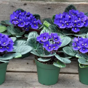 Flowering Indoor African Violet Plant - Vibrant Colors - Easy Care
