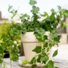 English Ivy Plant Live 4 Inch Pot - Hardy Groundcover Trailing Climbing