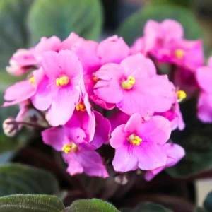 African Violet Live Plant 4'' Pot - Indoor Houseplant with Vibrant Flowers