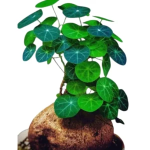 Stephania Cephalantha Caudex Plant, Sprouting Succulent, 2.5 Inch, Ornamental Decor